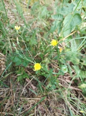 Crepis capillaris