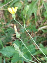 Crepis capillaris