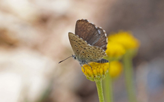 Pseudophilotes barbagiae
