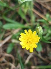 Crepis capillaris