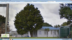 Neophyllaphis totarae