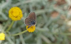 Pseudophilotes barbagiae