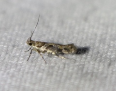 Aristotelia devexella