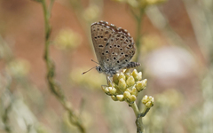 Pseudophilotes barbagiae