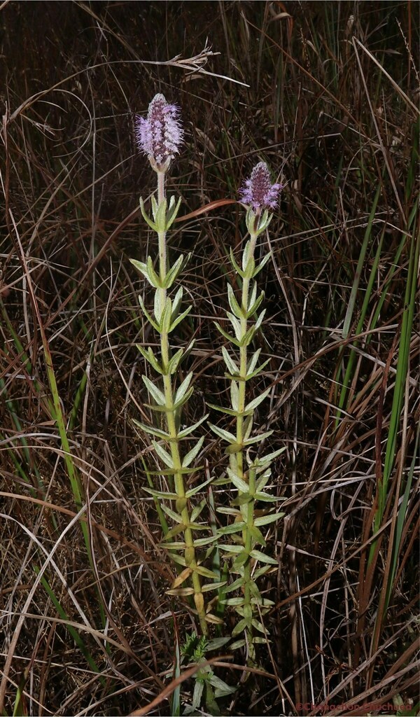 Pogostemon cruciatus (Pogostemon cruciatus)