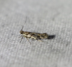 Aristotelia devexella