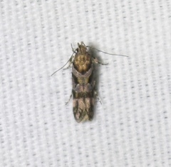 Aristotelia devexella