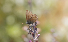 Pseudophilotes barbagiae