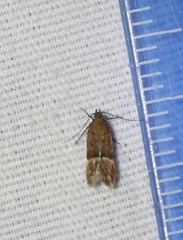Eudactylota iobapta