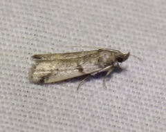 Acrobasis vaccinii