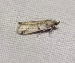 Acrobasis vaccinii
