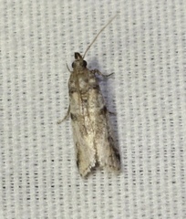 Acrobasis vaccinii