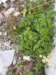 Pimpinella alpina