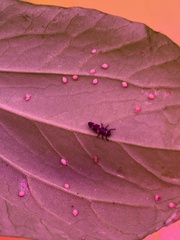 Coleomegilla maculata