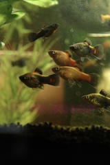 Xiphophorus variatus