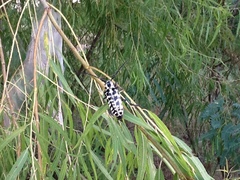 Plectrodera scalator