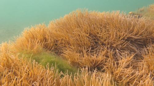 snakelocks anemone, photo 5 of 7