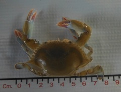 Callinectes arcuatus