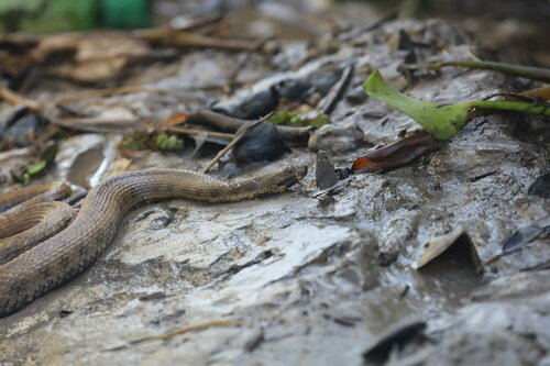 Shreve's Keelback