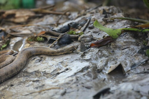 Shreve's Keelback