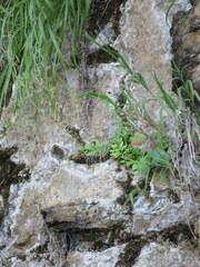 Primula mistassinica