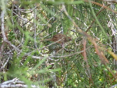 Poodytes punctatus punctatus