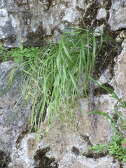 Anticlea elegans glauca