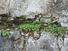 Primula mistassinica