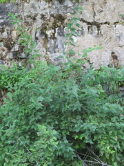 Physocarpus intermedius