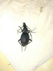 Cychrus aeneus starcki