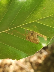 Stigmella tityrella