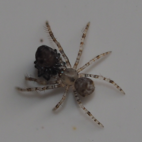 Ero aphana