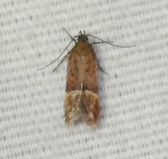 Eudactylota iobapta