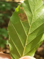 Stigmella tityrella