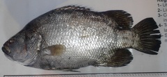Lobotes pacifica