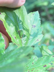 Stictocephala militaris