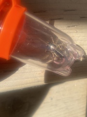 Cyphoderris