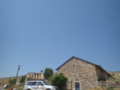 Pyrrhocorax pyrrhocorax