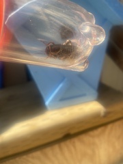 Cyphoderris