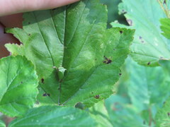 Stictocephala militaris