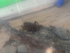 Cyphoderris