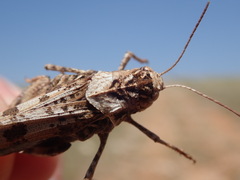 Celes variabilis