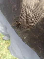 Penthetria neonigrita