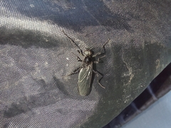 Penthetria neonigrita