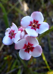 Erica ampullacea