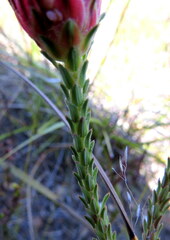 Erica ampullacea