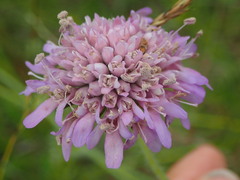Microbotryum scabiosae