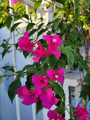 Bougainvillea
