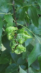 Prociphilus fraxinifolii