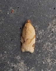 Paramesia gnomana